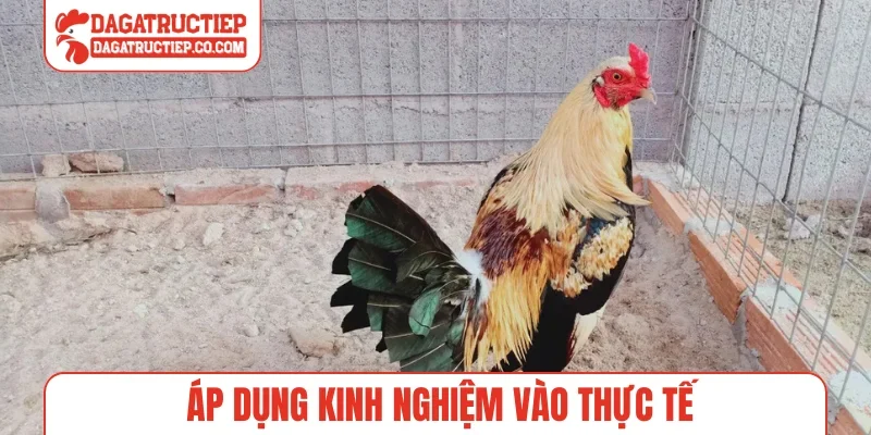 Áp dụng kinh nghiệm vào thực tế