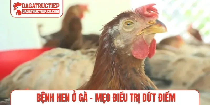 bệnh hen ở gà