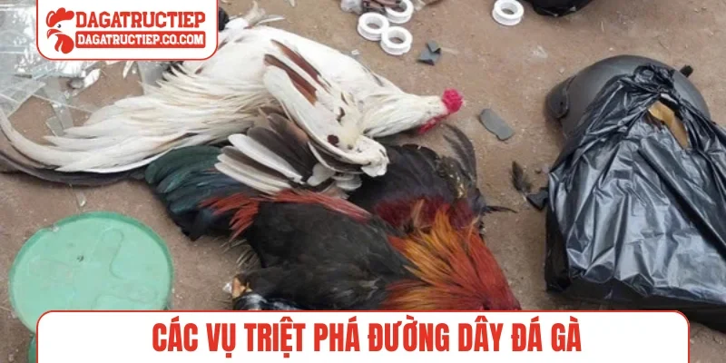Các vụ triệt phá đường dây đá gà