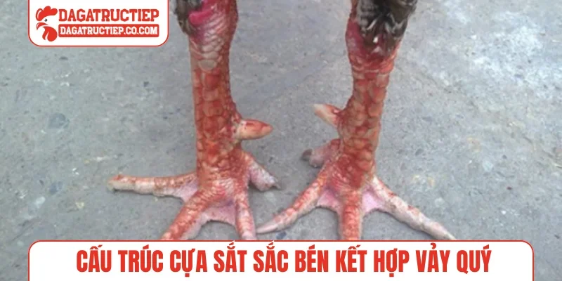 Cấu trúc cựa sắt sắc bén kết hợp vảy quý