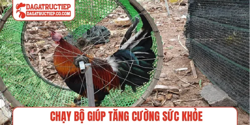 Chạy bộ giúp tăng cường sức khỏe