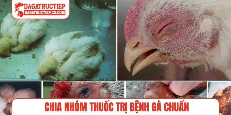Chia nhóm thuốc trị bệnh gà chuẩn