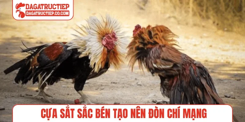 Cựa sắt sắc bén tạo nên đòn chí mạng