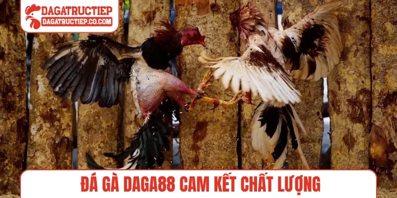 Đá gà Daga88 cam kết chất lượng