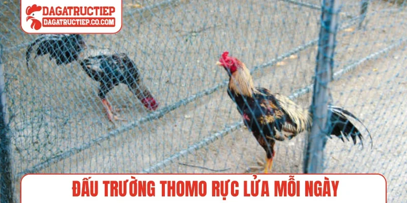 Đấu trường Thomo rực lửa mỗi ngày
