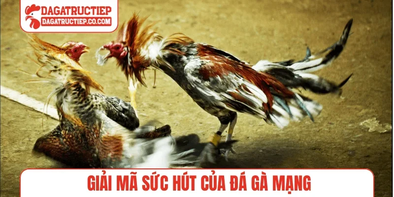 Giải mã sức hút của đá gà mạng