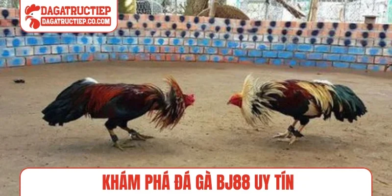 Khám phá đá gà BJ88 uy tín