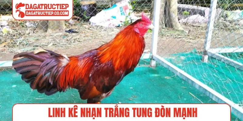 Linh kê nhạn trắng tung đòn mạnh