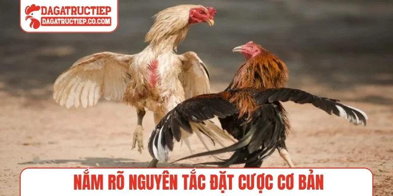 Nắm rõ nguyên tắc đặt cược cơ bản