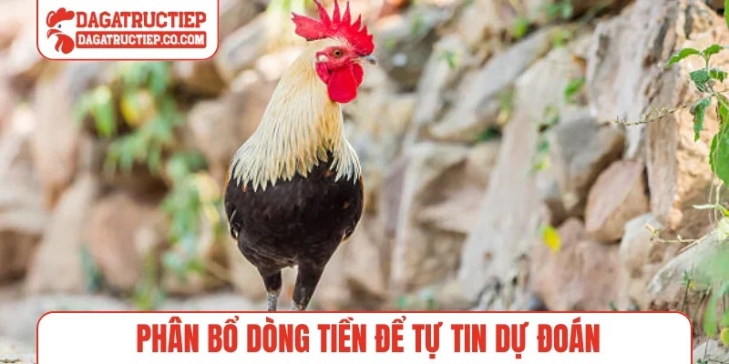 Phân bổ dòng tiền để tự tin dự đoán