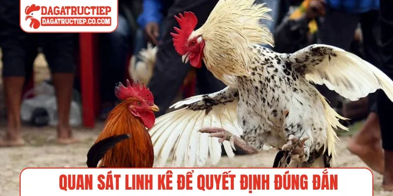 Quan sát linh kê để quyết định đúng đắn