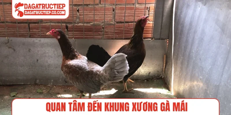 Quan tâm đến khung xương gà mái