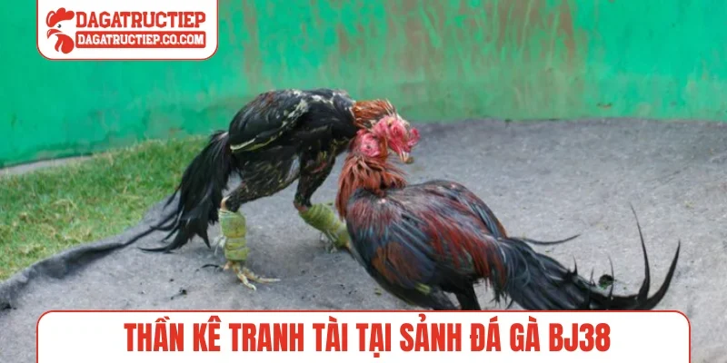 Thần kê tranh tài tại sảnh đá gà BJ38