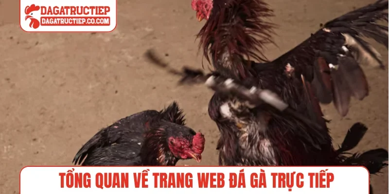 Tổng quan về trang web Đá Gà Trực Tiếp