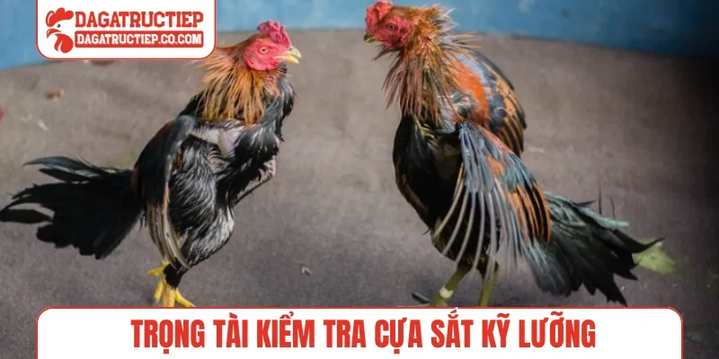 Trọng tài kiểm tra cựa sắt kỹ lưỡng