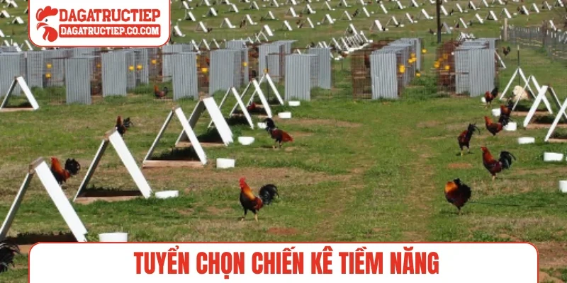 Tuyển chọn chiến kê tiềm năng